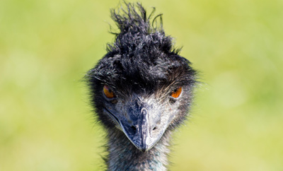 Closeup of bird in nature